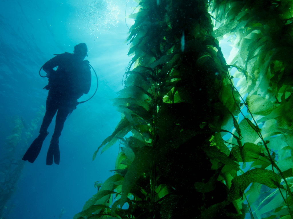 Casino Point Underwater Dive Park (Avalon Underwater Park) diver with giant kelp